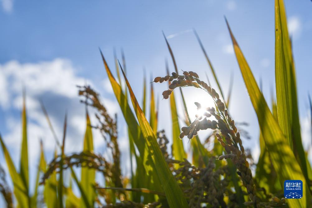 俄罗斯梯子游戏网站